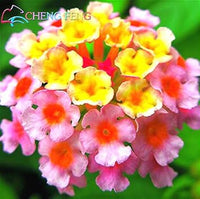 Heirloom Non-GMO Pink Lantana Flower Seeds for Butterfly Gardens and Colorful Outdoor Planting