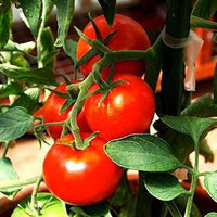 Tomato Seeds for Planting, Red, 100 Pcs pcs