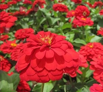 Red Calendula Flower Seeds, Heirloom, Non-GMO Seeds for Planting