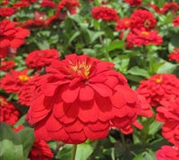 Red Calendula Flower Seeds, Heirloom, Non-GMO Seeds for Planting