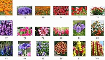 Organic Purple Landscape Autumn Flower Seeds for Planting ƒ?? Heirloom, Non-GMO