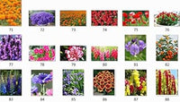 Organic Purple Landscape Autumn Flower Seeds for Planting ƒ?? Heirloom, Non-GMO