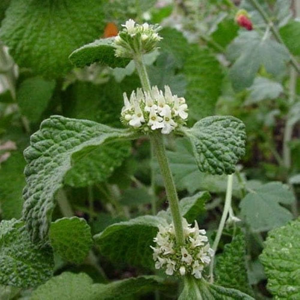 Close-up of a plant with green leaves and white flowers.