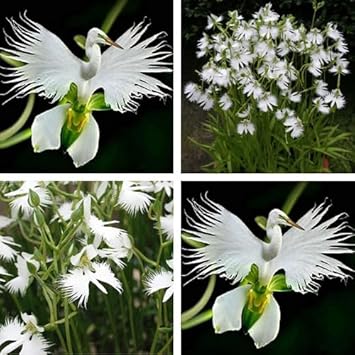 Japanese Egret White Orchid Flower Seeds for Garden Planting - NON GMO Seeds for planting in home garden
