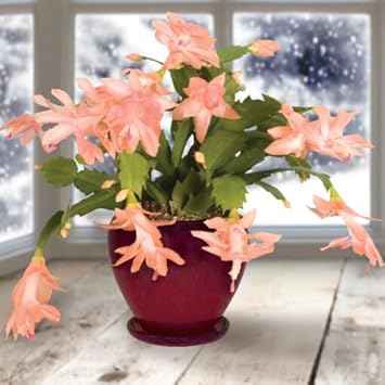 Peach Schlumbergera Flower Planting Seeds for Garden NON GMO Seeds