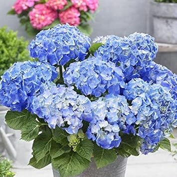 Sky Blue Hydrangea Flower Seeds - 100 pcs for planting in your garden.