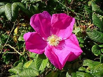 Rugosa Flower Seeds for Planting - 100 pcs
