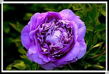 Purple Paeonia Suffruticosa Flower Seeds for Planting - 100 pcs