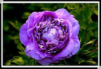 Purple Paeonia Suffruticosa Flower Seeds for Planting - 100 pcs