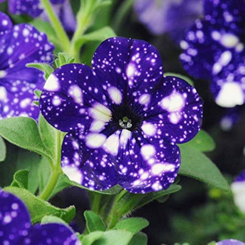 Tacoli Bonsai Petunia Flower Seeds for Planting - Heirloom, NON-GMO Seeds - Easy to Grow Blooms