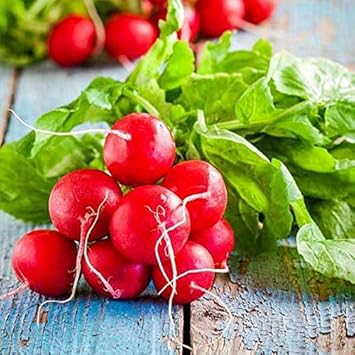 Radish Vegetable Seeds for Planting, 100 Pcs pcs