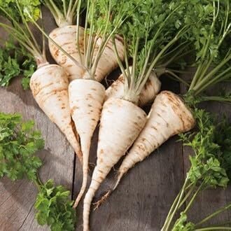 Hamburg Parsley Vegetable Seeds for Planting - 100 Pcs pcs