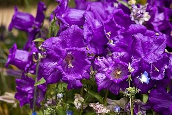 Heirloom Non-GMO Narcissus Tazetta Flower Seeds for Planting ƒ?? Fragrant Spring Garden Blooms
