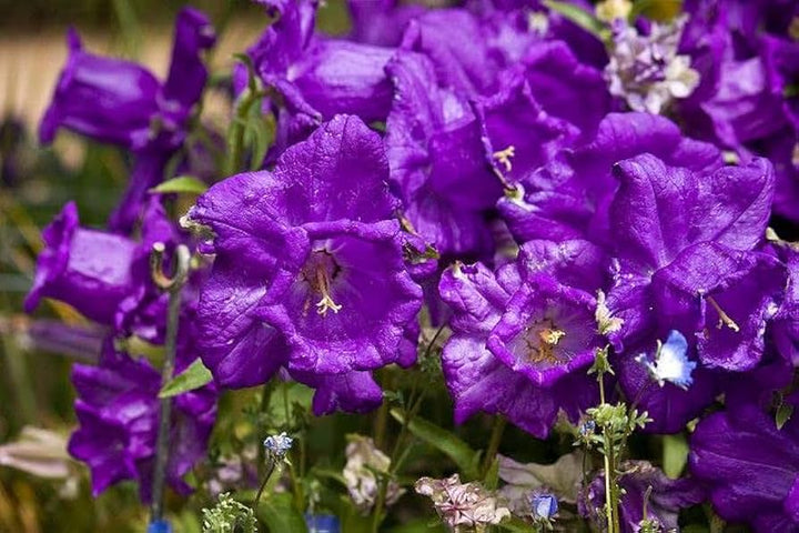 Heirloom Non-GMO Narcissus Tazetta Flower Seeds for Planting ƒ?? Fragrant Spring Garden Blooms