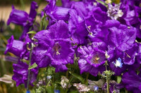 Heirloom Non-GMO Narcissus Tazetta Flower Seeds for Planting ƒ?? Fragrant Spring Garden Blooms