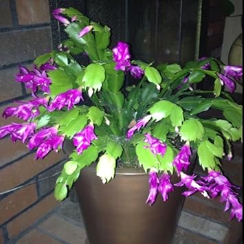 Heirloom Non-GMO Purple Schlumbergera Flower Seeds for Planting – Christmas Cactus Indoor Blooms