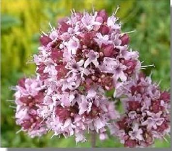 Pink Lavender Marjoram herb seeds – heirloom, non-GMO seeds for planting