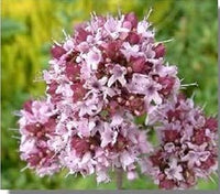 Pink Lavender Marjoram herb seeds – heirloom, non-GMO seeds for planting