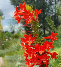 Heirloom Non-GMO Standing Cypress Flower Seeds for Planting – Tall Pollinator-Friendly Garden Blooms - Non-GMO for planting in home garden