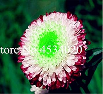 Heirloom Non-GMO Mixed Chinese Aster Flower Seeds for Planting â€“ Vibrant Colorful Garden Blooms