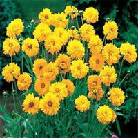 Yellow Coreopsis Flower Seeds ƒ?? Heirloom, Non-GMO Flower Seeds for Planting for planting in your garden.