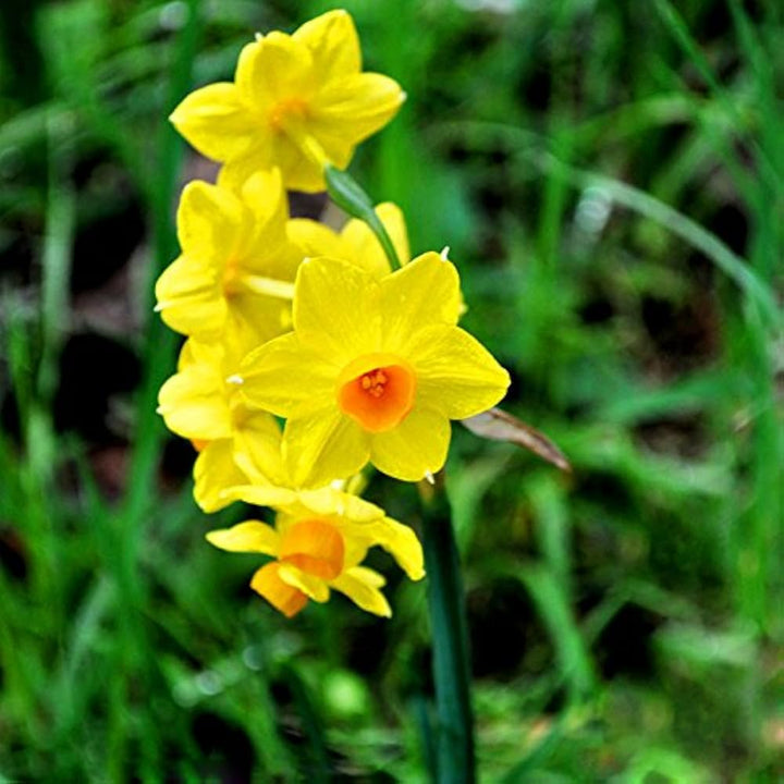 Narzisse Flower Seeds for Planting - 100 pcs