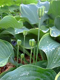 Pink Fritillaria Flower Seeds for Planting â€“ NON GMO Seeds