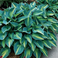 Heirloom Non-GMO Sea Green Hosta Plant Seeds for Planting
