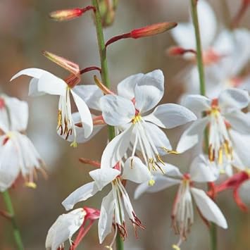 Lindheimeri Flower Seeds for Planting - 100 pcs