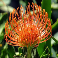 Orange Protea Flower Seeds for Planting - 100 pcs