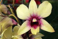 Dendrobium Green Red Orchid Seeds for Planting – Organic, Heirloom, Non-GMO