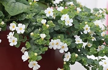 Bacopa Colgantes Flower Seeds for Planting, 100 pcs seeds for planting in home garden