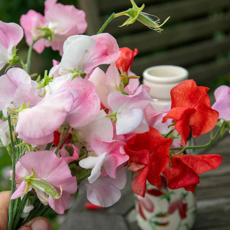 Heirloom Peach Sweet Pea Flower Seeds â€“ Non-GMO Fragrant Climbing Blooms for Garden Planting