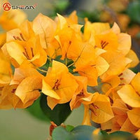 Mixed Bougainvillea Seeds – Organic, Heirloom, Non-GMO Plant Seeds for Planting