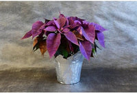Heirloom Non-GMO Purple Poinsettia Flower Seeds for Planting – Rare Festive Blooming Flower Seeds