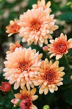 100 Pcs
