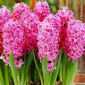 Organic Mixed Hyacinth Flower Seeds for Planting ƒ?? Heirloom, Non-GMO