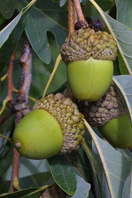 White oak Quercus alba seeds for shade garden planting