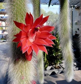 Fresh Monkey Tail Flower Seeds for Planting - 100 pcs