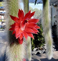 Fresh Monkey Tail Flower Seeds for Planting - 100 pcs