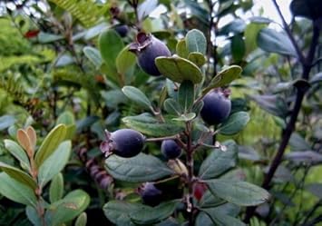 New Fresh 15pcs Black Myrtle Fruit Seeds - Grow Tart and Sweet Myrtle Fruits in Your Garden 100 Pcs pcs