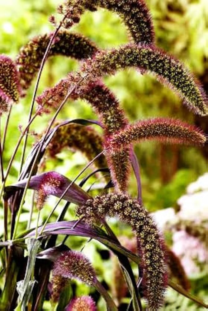 Foxtail Millet Red Jewel Ornamental plant seeds- NON GMO Seeds