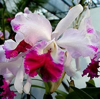 Pink Cattleya Flower Seeds for Planting - 100 pcs seeds for planting in home garden