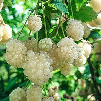 New Fresh 100 Pcspcs BlackBerry Fruit Seeds White - Unique White Blackberries for Your Garden 100 Pcs pcs