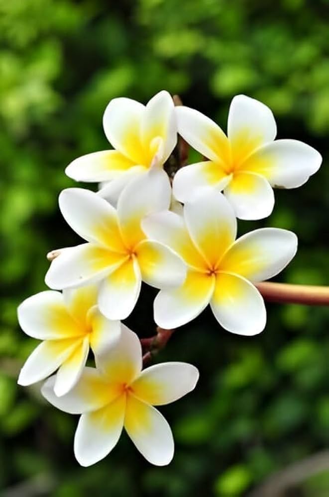 Champa Flower Seeds Heirloom Non GMO Planting - 100 pcs