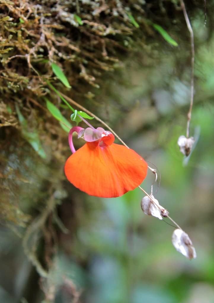 Orange Utricularia Flower Seeds for Planting - NON GMO Seeds