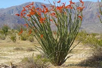 Ocotillo Fouquieria Splendens Plant Seeds for Planting - NON GMO Seeds