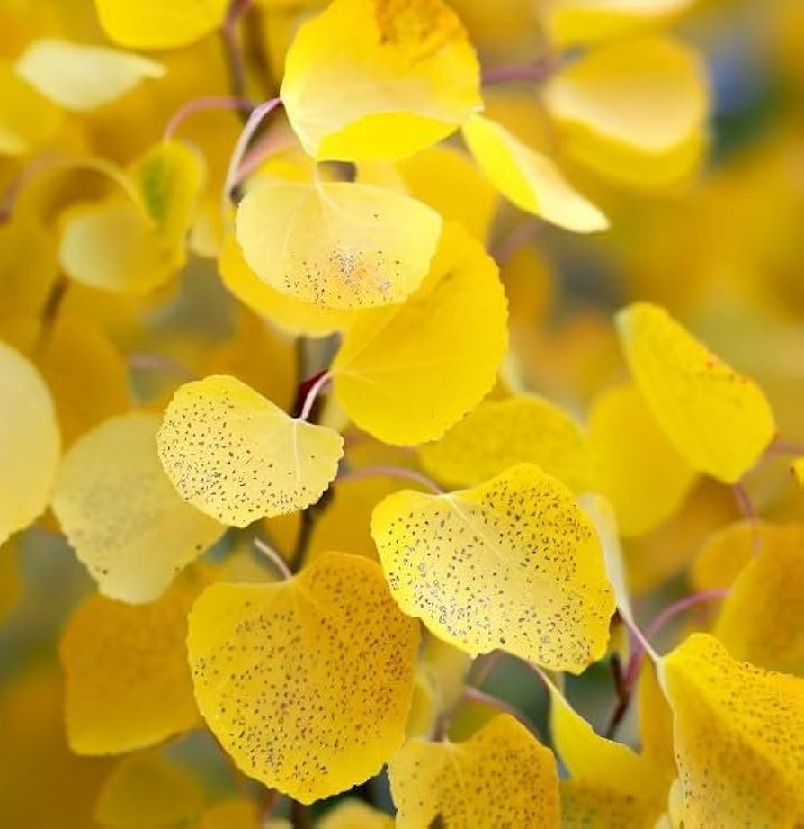 Populus tremuloides (Quaking Aspen) Seeds for Planting â€“ Heirloom, Non-GMO Seeds for planting in home garden