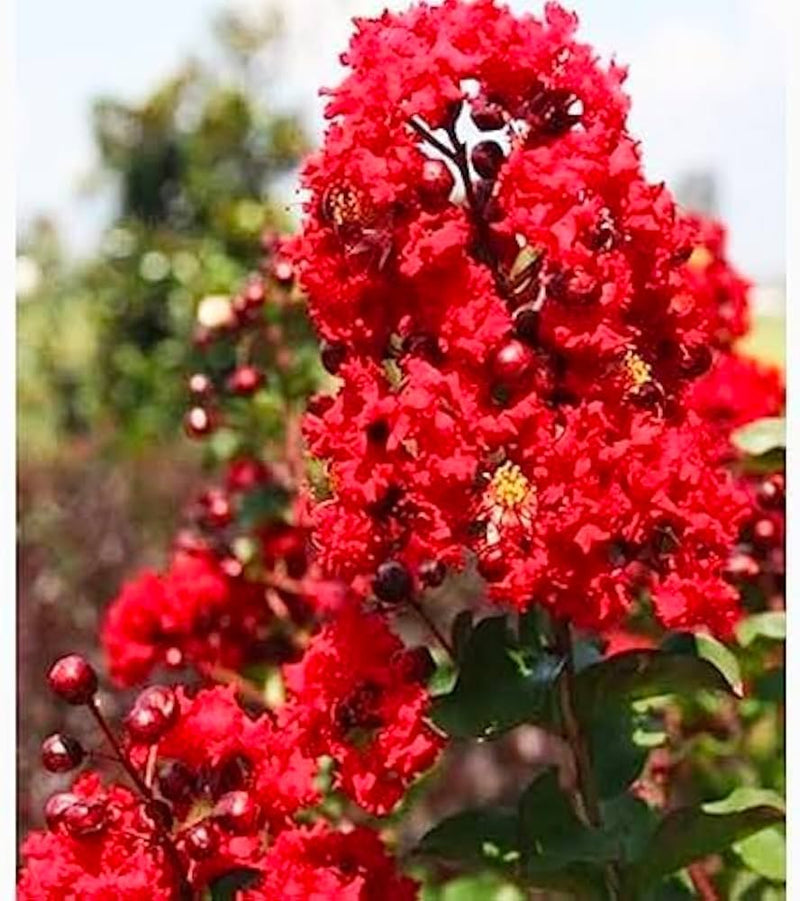 Futaba Red Crape Flower Seeds – Organic, Heirloom, Non-GMO Seeds for Planting