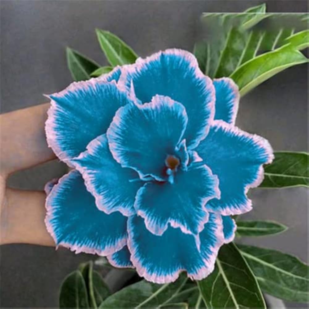 Heirloom Non-GMO Sky Blue Adenium Obesum Flower Seeds for Planting – Exotic Desert Rose Seeds